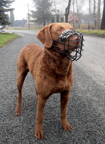 1471499916509598285355408582176864400850444o