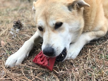 Sodapup dog toys sp cherry pie ultra durable nylon dog chew toy and treat holder for aggressive chewers red 13697418887302
