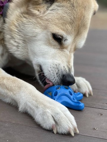 Sodapup dog toys starfish ultra durable nylon dog chew toy for aggressive chewers blue 17859934257286